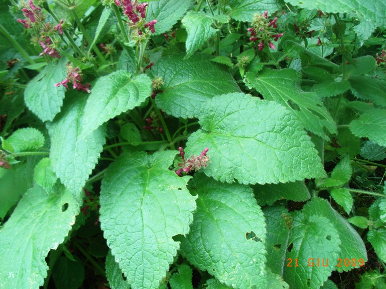 Stachys sylvatica